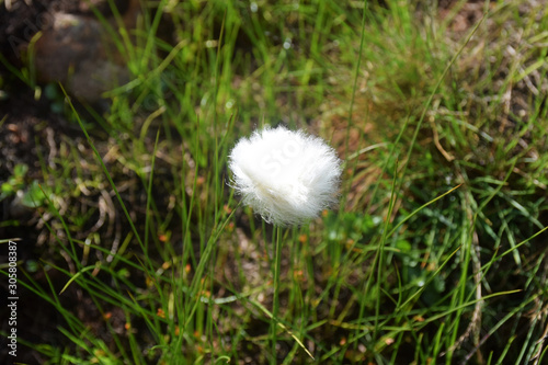 Common cottongrass (cottonsedge, eriophorum angustifolium) seen in Bygdin, Norway