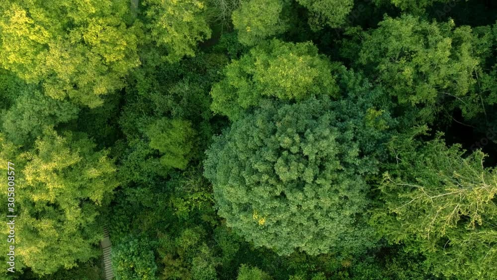 zooming into trees from above.