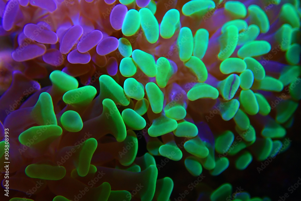 Euphyllia paraancora, small polyp hammer LPS coral