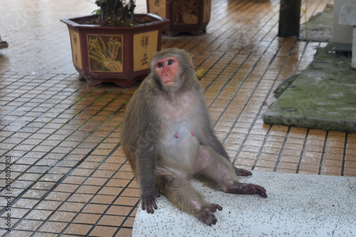 Lazy old monkey in a Malaysian Temple watching tourists and temple goers walk by photo