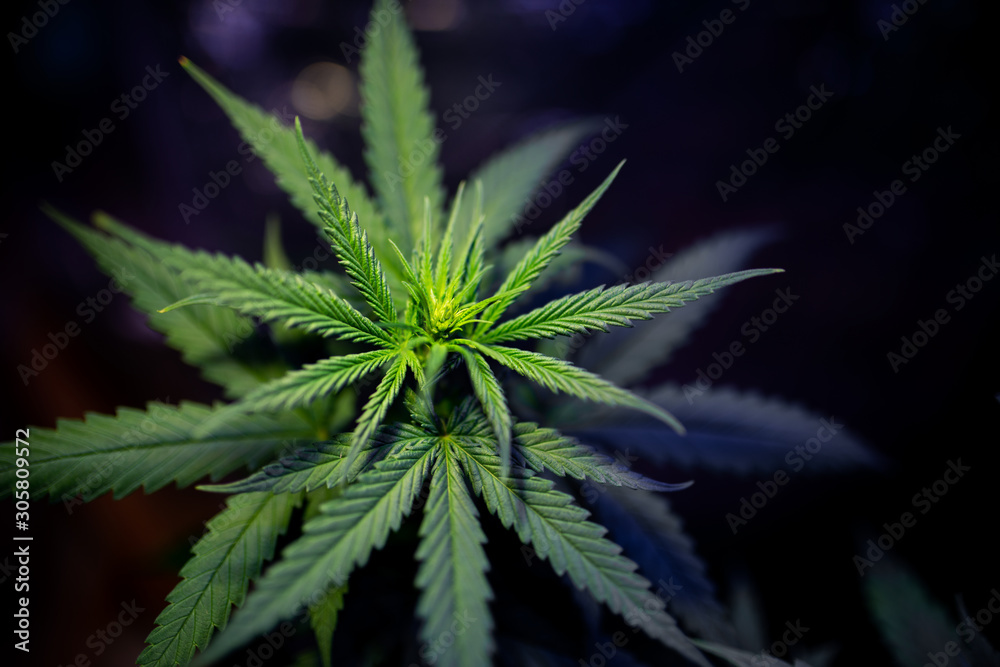 plant marijuana commercial cannabis cultivar plant marijuana commercial cannabis cultivar