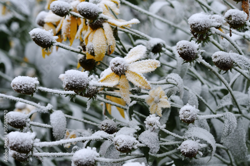 shiny coneflowers in a garden, covered with first snow