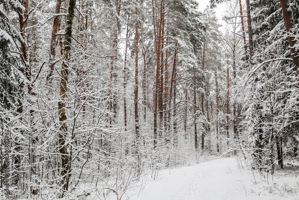 Fototapeta premium Snowy winter forest. Snow covered branches trees and bushes