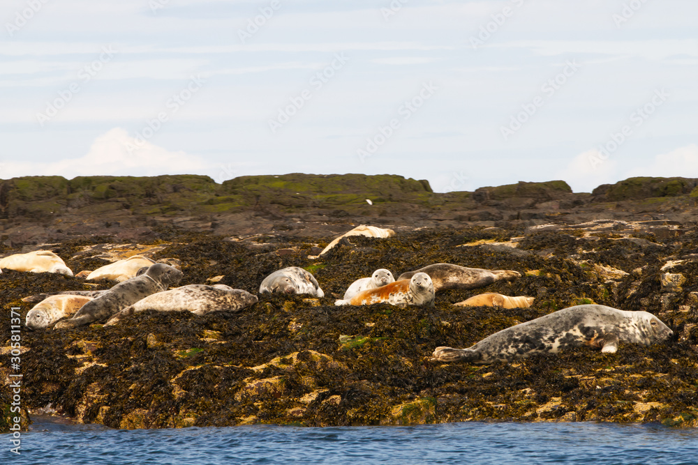 Seals on the shore in The Farne Islands
