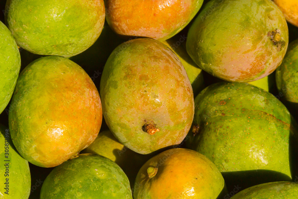 A pile of freshly harvested organic mangoes. A pile of freshly harvested organic mangoes.