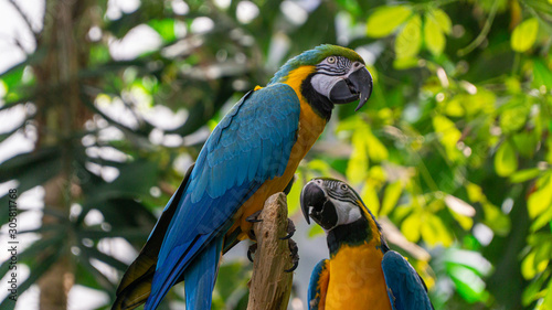 Two colorful tropical parrots on a branch