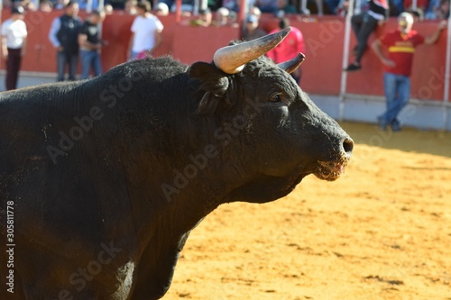 spectacular head of Spanish brave bull