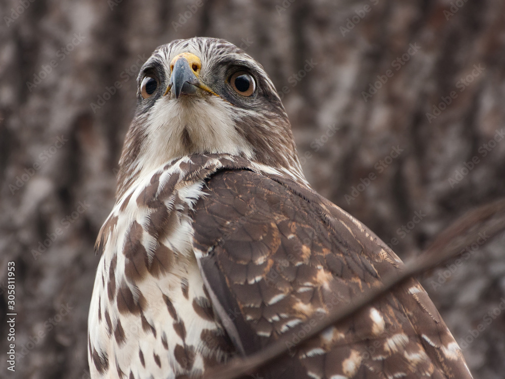 Obraz premium portrait of a common buzzard
