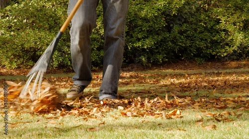 Man raking autumn leaves in green grass lawn. Male landscape worker clearing fall leaves from residential yard.