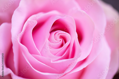 Pink rose close up macro valentine s  romantic concept