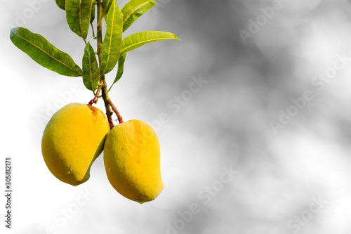 Ripe Mangoes Hanging from the Tree with copyspace - background is grayscale. photo