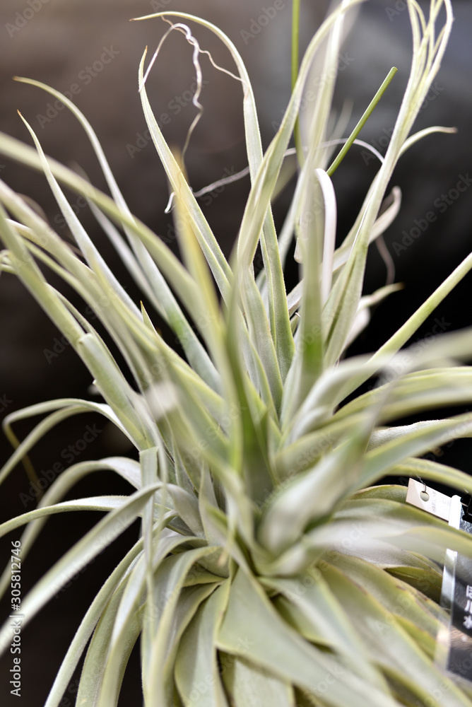 Obraz premium ティランジア