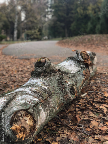 Cut birch tree trunk on the ground