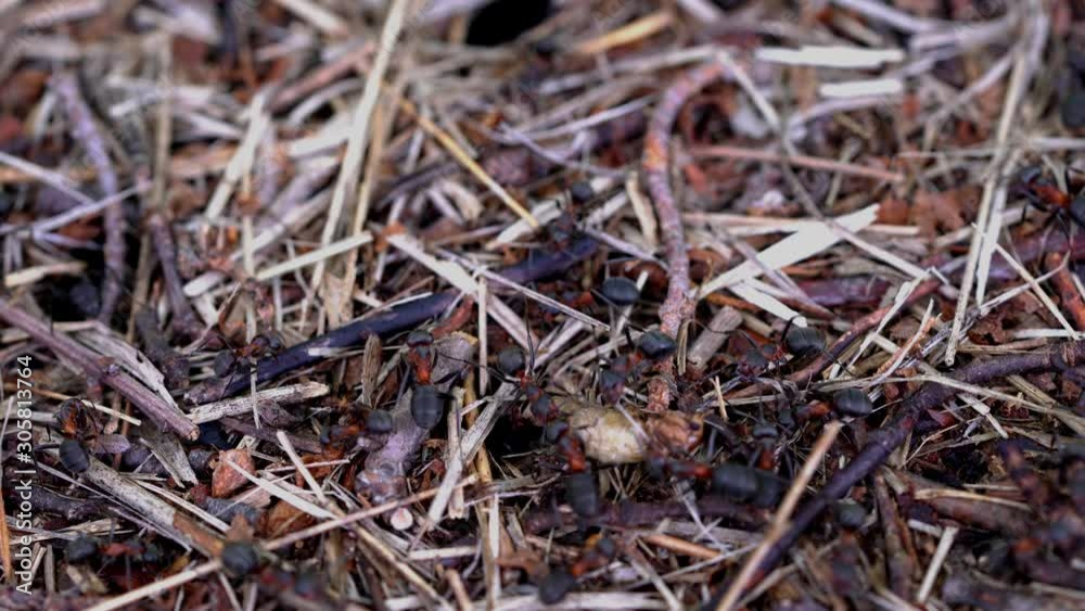Ants putting bug victim into hole anthill - (4K) Ants putting bug victim into hole anthill - (4K)