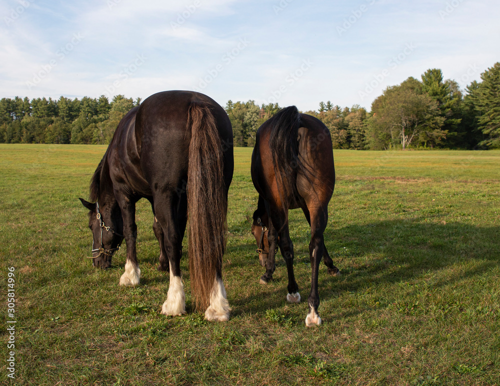 Obraz premium Horses grazing in a field