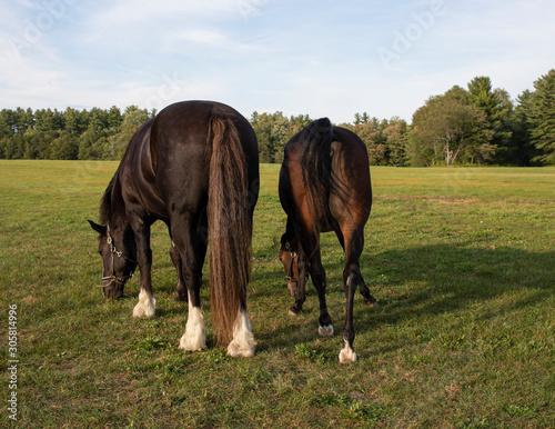 Horses grazing in a field photo