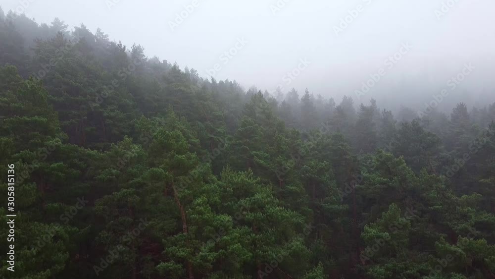 Forest strong fog aerial drone view Forest strong fog aerial drone view