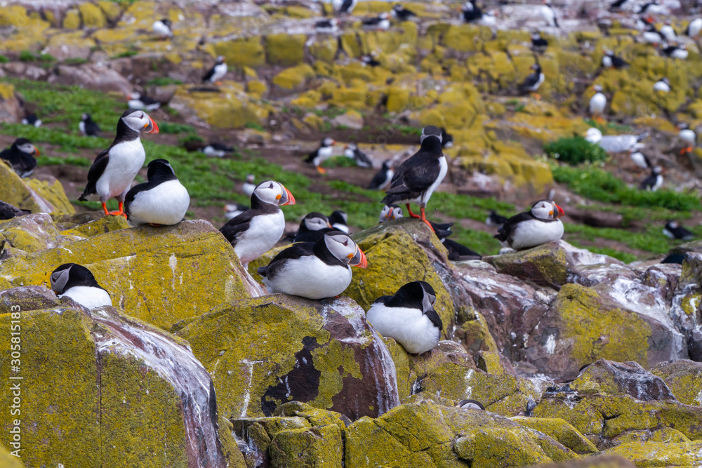 Fototapeta premium Puffins in Farne Islands