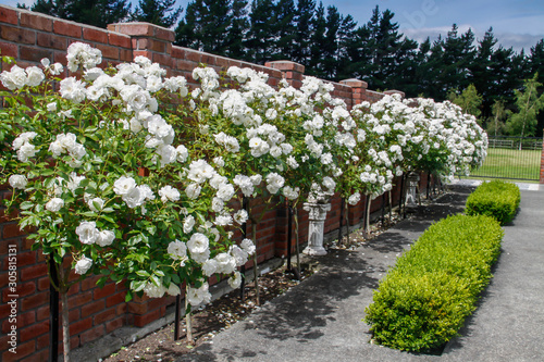English Box hedge growing in front of a row of magnificent profuse bloom of standard Iceberg roses sheltered by the red brick wall