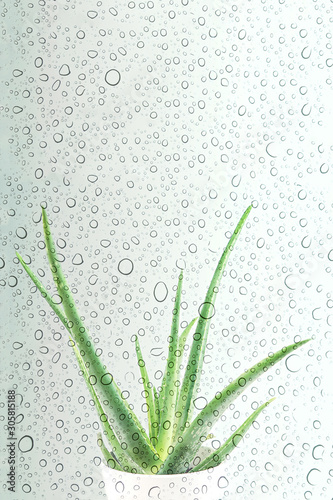Aloe vera with fresh drops of water.