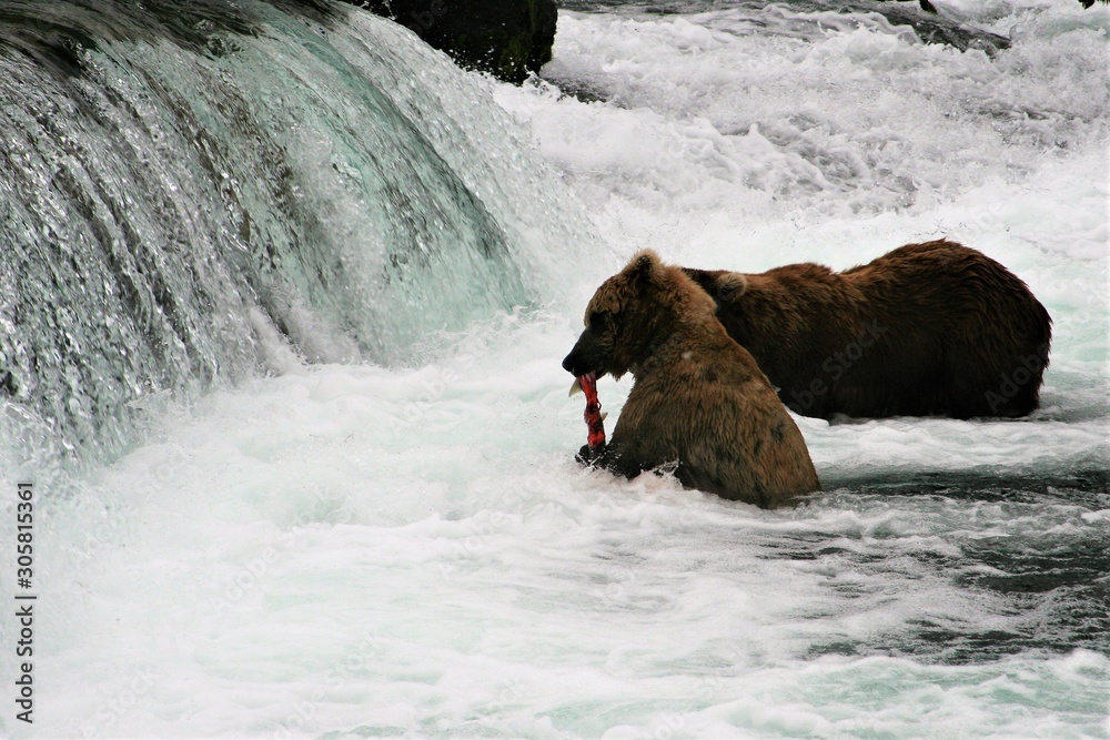 Fototapeta premium Brown bear with a salmon