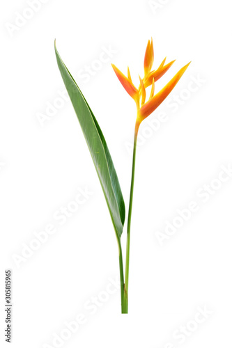 Heliconia flower isolated on white background. Ornamental flowers  Heliconia   Heliconia x nickeriensis  a great heliconia for cut flowers  a hybrid between H.marginalia and H. psittacorum.