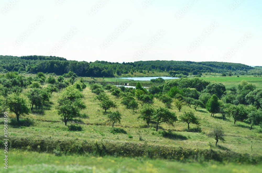 Orchard and small ponds in summer Orchard and small ponds in summer