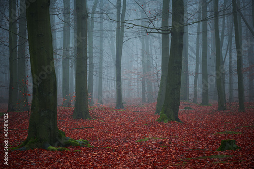 Dark forest covered with fog