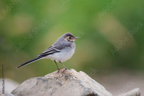 Young white wagtail, Motacilla alba, sitting on a rock near a river. Portrait of a young common songbird with long tail and black and white feather. Intimate portrait of a cute little bird.