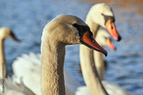 Fototapeta Naklejka Na Ścianę i Meble -  Portrait of a white swan floating on the lake in Poland.