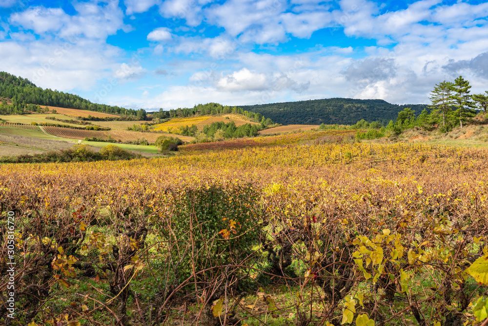 Agricultural fields with grapes after harvest. France