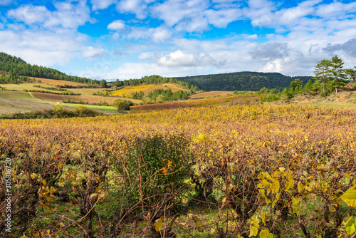 Agricultural fields with grapes after harvest. France