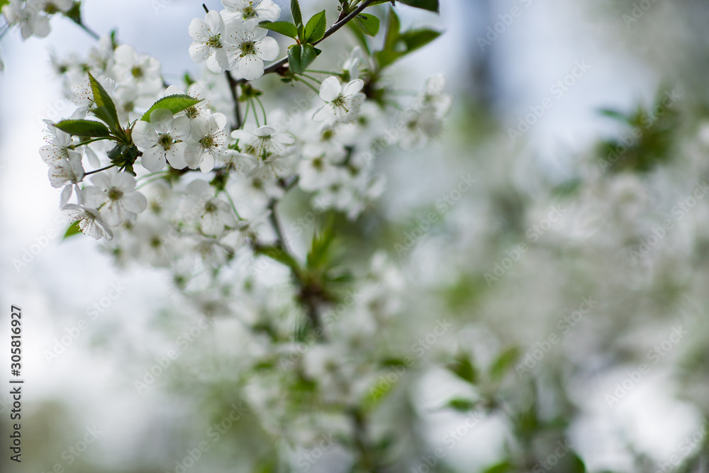 Garden in spring time. Closeup view of cherry or apple blossom. Little green leaves and white flowers of cherry tree. Concept of beautiful background. Horizontal wallpaper Garden in spring time. Closeup view of cherry or apple blossom. Little green leaves and white flowers of cherry tree. Concept of beautiful background. Horizontal wallpaper