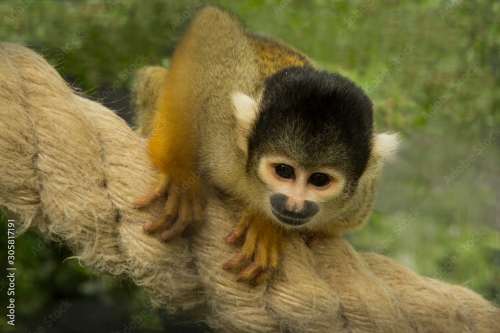 Obraz premium The Black-capped squirrel monkey (Saimiri boliviensis).