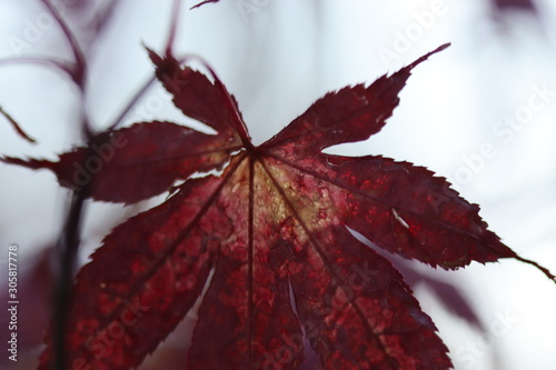 red maple leaf