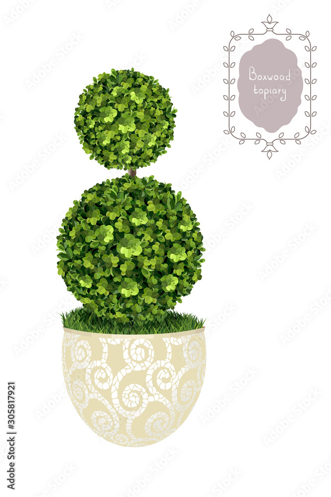 Boxwood topiary, garden plant, vector background. English boxwood ...