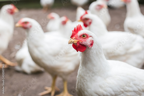 White broiler chicken  photo