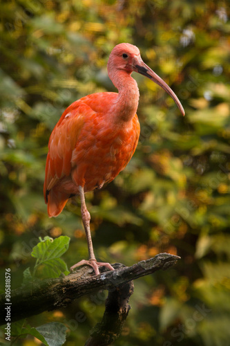 The Scarlet ibis (Eudocimus ruber).