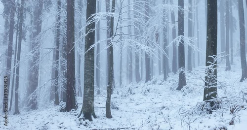 Lovely snow falling in winter season foggy forest scene.