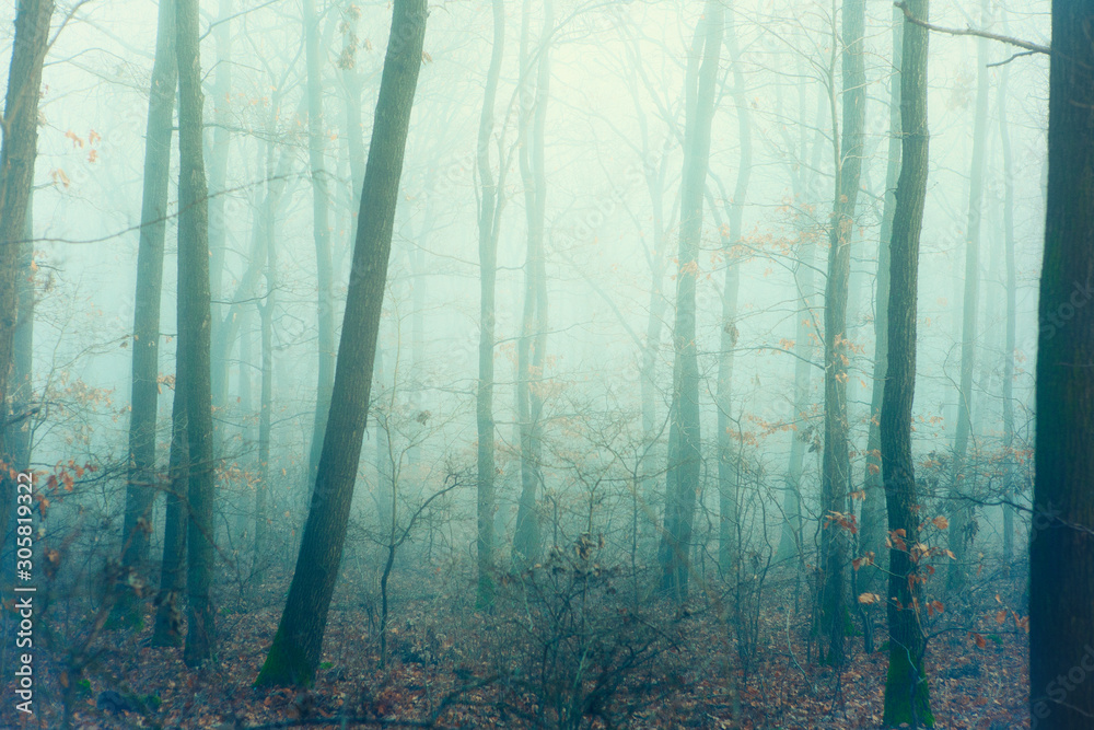 Artistic vintage style photo of a forest in mysterious fog