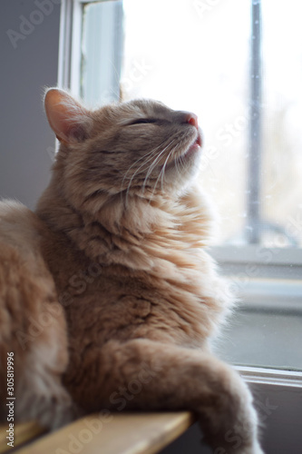 Elegant thinking cat basking in the sun coming through the backyard window with paw dangling, Montreal, Canada