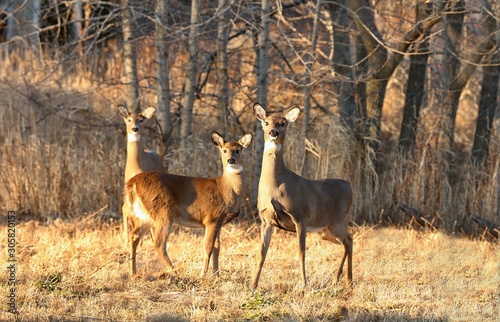 White tailed deer  doe and fawn near city park in Wisconsin