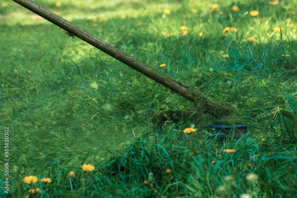 Naklejka premium professional grass mowing in the park. green lawn with yellow dandelions. close up shot of gasoline brush cutter head with nylon line trimming fresh grass to small pieces. side view of back lit scene