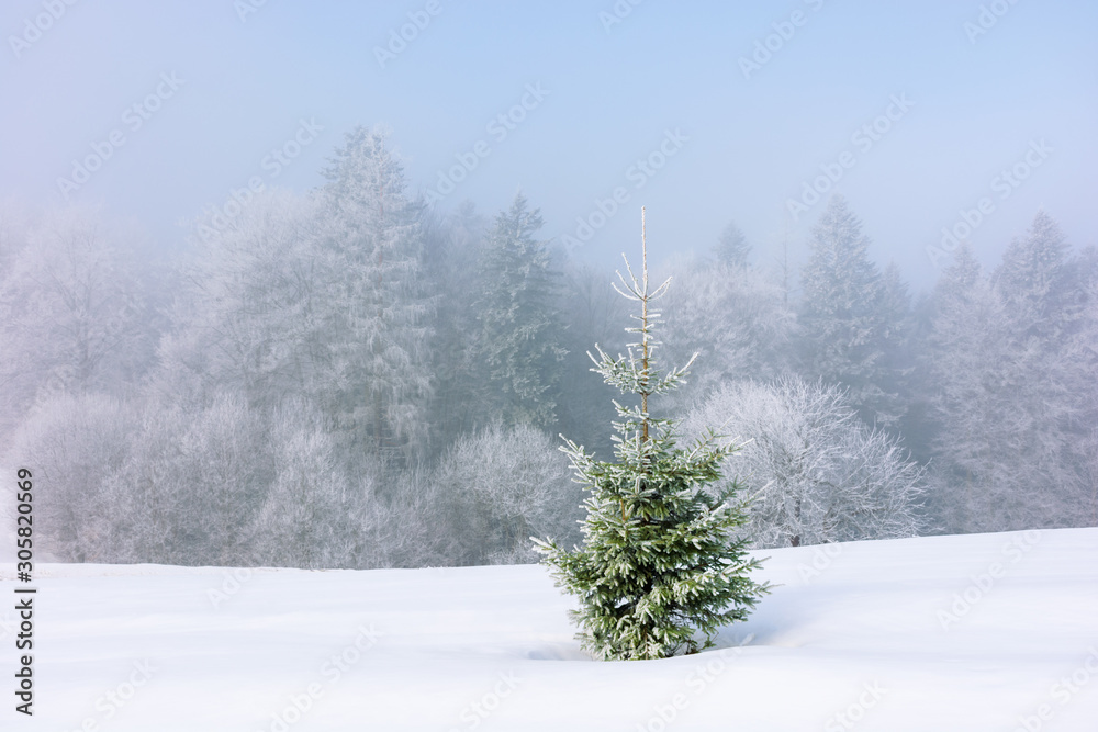 small spruce tree on the snow covered meadow. distant forest in hoarfrost. foggy and frosty weather. great Christmastime mood. wonderful background for postcard small spruce tree on the snow covered meadow. distant forest in hoarfrost. foggy and frosty weather. great Christmastime mood. wonderful background for postcard