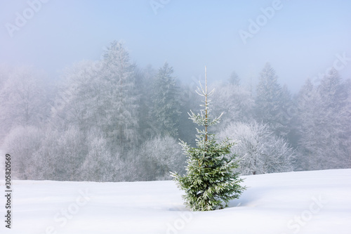 small spruce tree on the snow covered meadow. distant forest in hoarfrost. foggy and frosty weather. great Christmastime mood. wonderful background for postcard