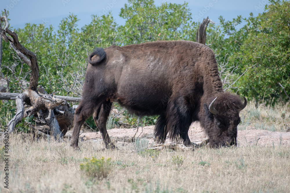 American Bison grazing for food in preparation for winter