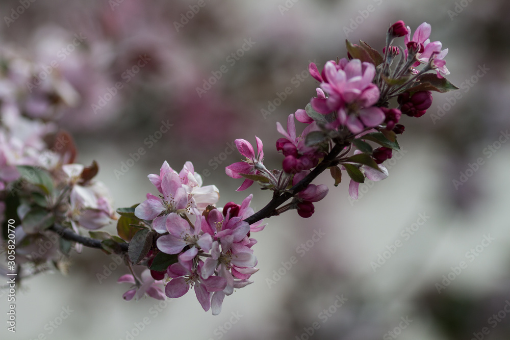 branche de pommier en fleur branche de pommier en fleur