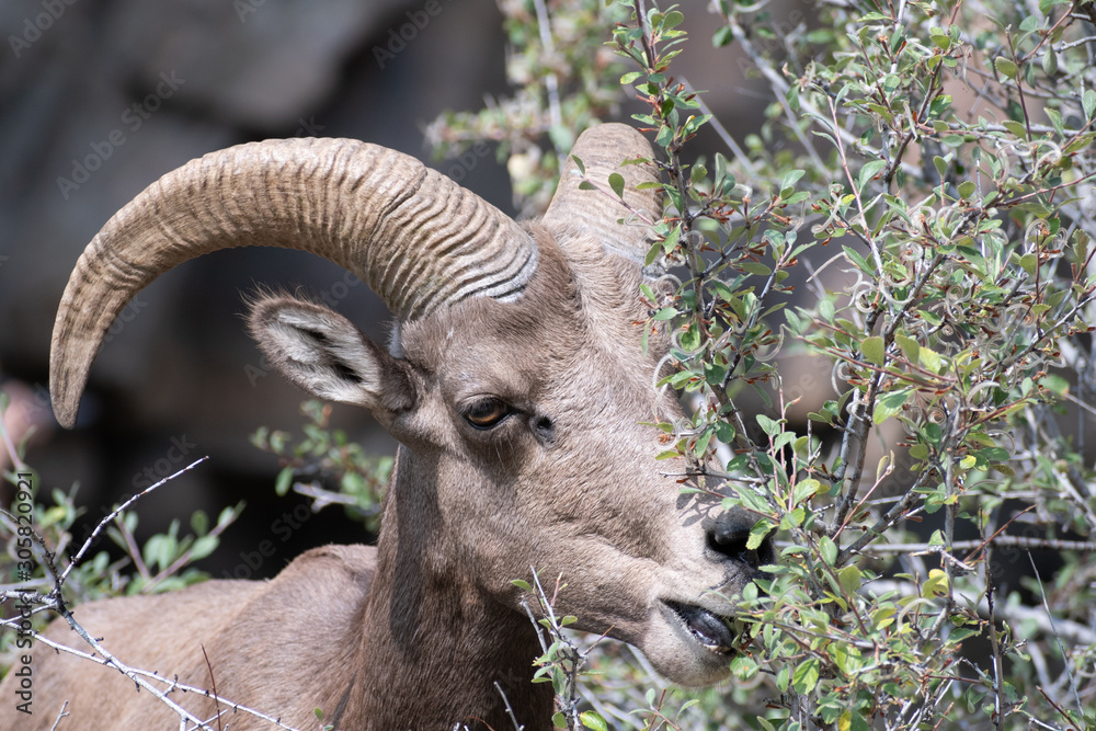 Rocky Mountain Big Horn Sheep living high in the Rocky Mountains of Colorado USA Rocky Mountain Big Horn Sheep living high in the Rocky Mountains of Colorado USA