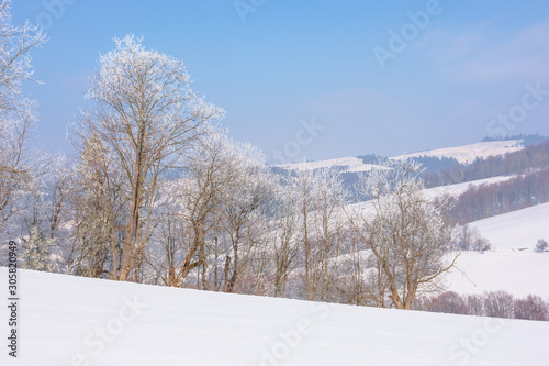 trees in hoarfrost on snow covered meadow. sunny forenoon of mountainous landscape. hazy atmosphere with blue sky. calm winter nature scenery. beautiful countryside © Pellinni