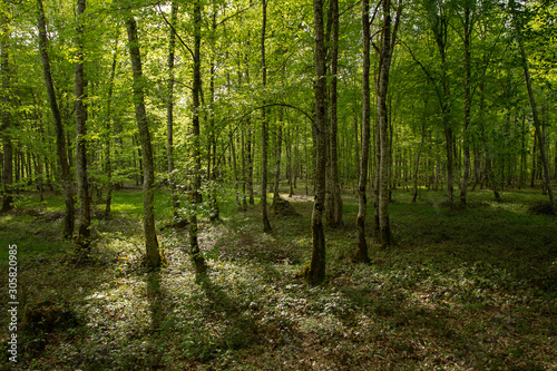 sous-bois de forêt normande © Stan-972